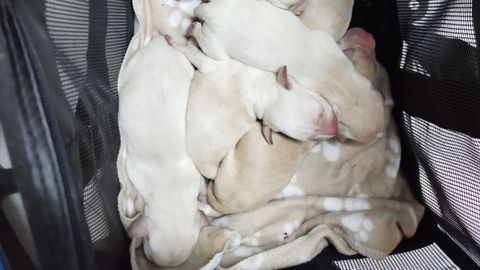 Los cachorros fueron abandonados en un contenedor de Pontevedra
