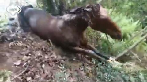 Momento del rescate de la potra