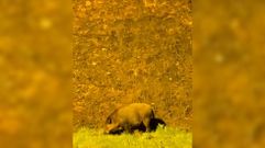 Jabal�es en el entorno del baluarte de Canido