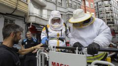 Nido de avispas en Historiador Ved�a 34 