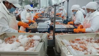 As� se pela el langostino en las plantas gallegas en Argentina