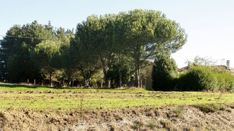 Un grupo de pinos piñoneros en Sonán, en el municipio de Taboada