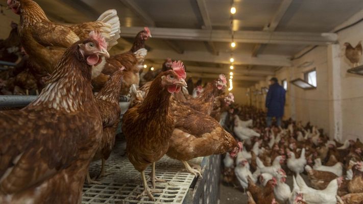 Todas las gallinas espa&ntilde;olas llevan cerca de cuatro meses encerradas por el riesgo de gripe aviar