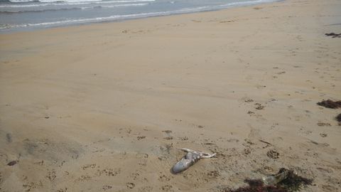 En primer t�rmino, restos de lo que podr�a ser un pulpo, en la playa de San Lorenzo