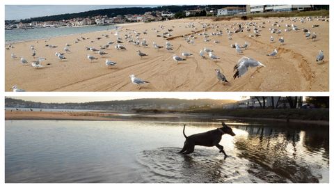 Playa de Coroso, en Ribeira. Arriba, en bajamar; en la parte inferior, en pleamar