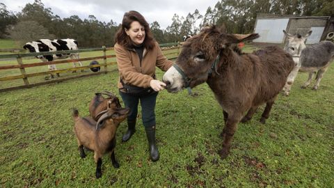 En Acougo hay cerdos, cabras, burros...