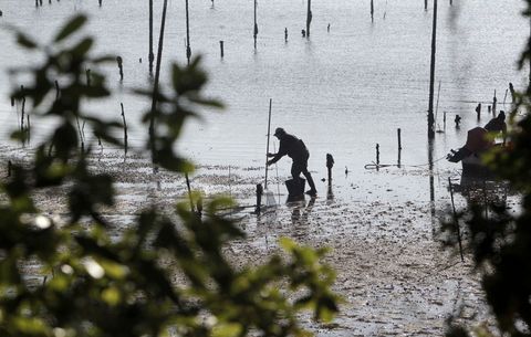 Los mariscadores trabajaban ayer por la ma�ana en las inmediaciones de Cortegada. 