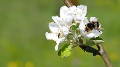 Insectos y aves desempe�an un papel fundamental en el cultivo del manzano de sidra