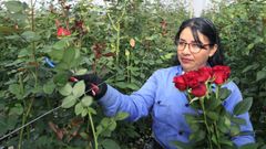 Colombia _en la imagen una de las granjas productoras del pa�s latinoamericano_ es el segundo exportador de flor del mundo