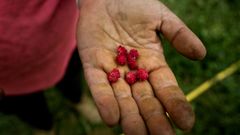 El agricultor tiene en sus manos mltiples frmulas de ayudar al medio ambiente