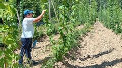 Personal de la Escola Politcnica Superior, trabajando en la finca de lpulo de Cubillos del Sil