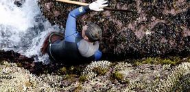 Un percebeiro de Corme arriesga su vida en los acantilados de O Roncudo para arrancar los mejores ejemplares.