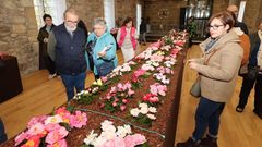 Las camelias adornan el pazo de Goi�ns