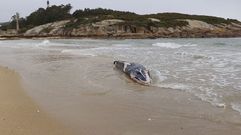 De unos 6 metros de longitud y unos 2.000 kilos de peso, el rorcual apareci� en la playa de O Torno