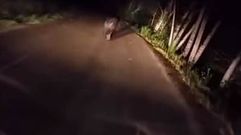 Un oso corre por una carretera cerca de los l�mites de O Courel