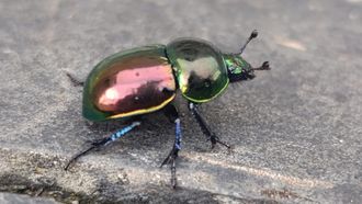 El escarabajo pelotero es un animal brillante