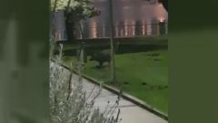 La sorpresa de los vecinos al ver a un jabal� en Oleiros