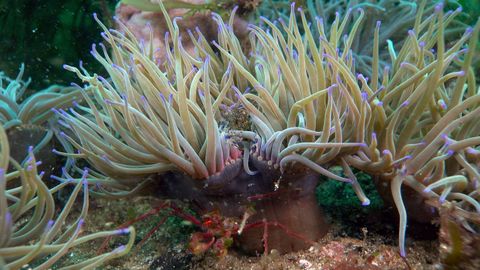 Las anmonas se haban convertido en el hbitat de varias especies, como cangrejos o gambas, en el arrecife del Borrn, en las Ces.