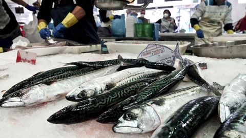 La flota de bajura ya puede vender xardas frescas como estas