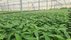 Las variedades de casta&ntilde;o se preparan en el vivero de Tragsa en Maceda antes de ser plantadas