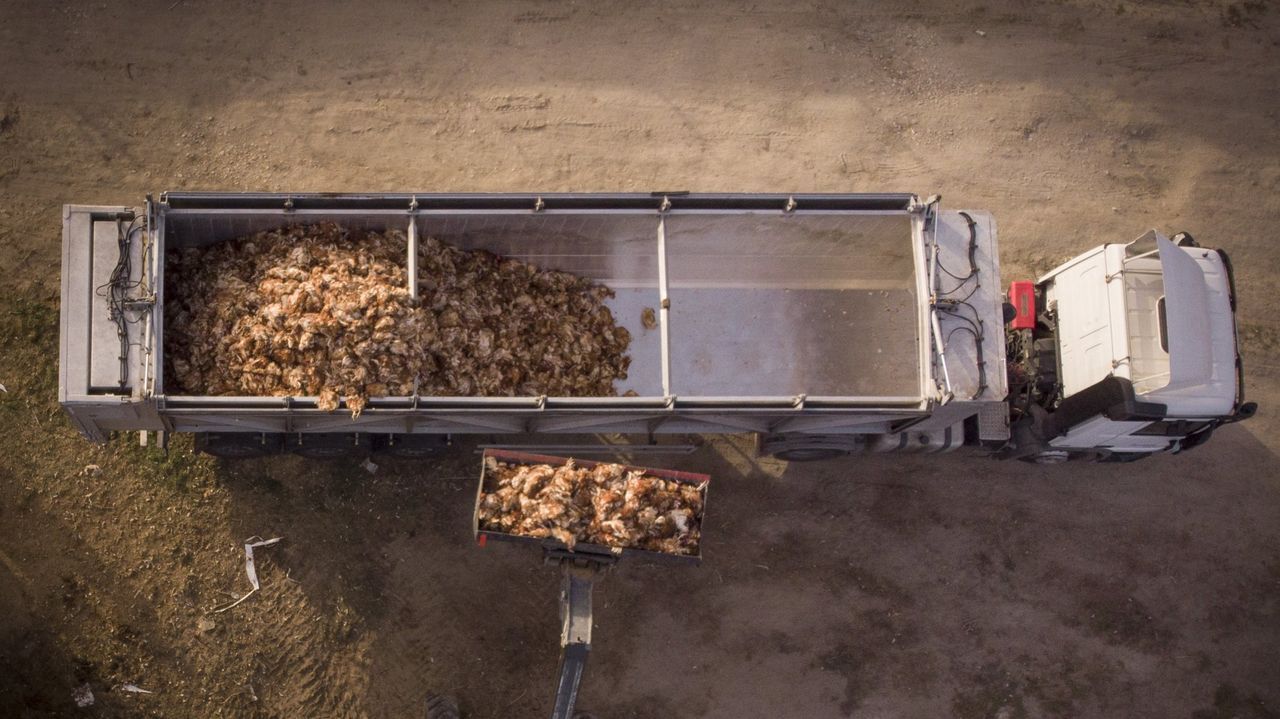 La nueva oleada de gripe aviar se lleva por delante 12.000 pavos y 45.000 gallinas