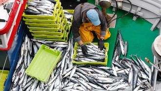 Durante los �ltimos a�os, la xarda no le pica a la flota artesanal, con lo cual son historia descargas como esta en Burela (foto de archivo)