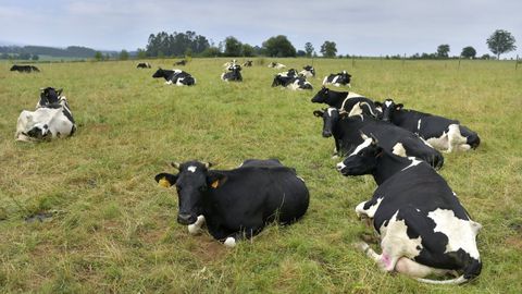 Vacas pastando en un monte de Galicia.