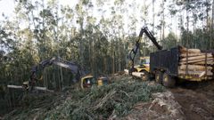 Desde la Mancomunidade mari�ana destacan el potencial forestal de la comarca