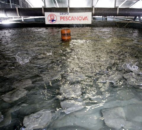 Piscinas de cultivo de rodaballo en Mira, Portugal. 