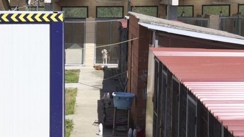 Perrera de Mougá, donde un intruso liberó a una quincena de perros