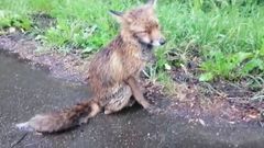 Estado en el que se encontraba la raposa cuando fue hallada