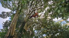 Comenz� en Lugo la tala de un enorme pradairo que desde el Hogar de Santa Mar�a invad�a la calle Deputaci�n