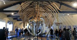 El esqueleto de la ballena ocupa casi todo el techo de la sala de la SGHN. 