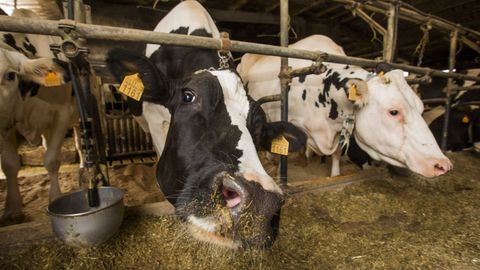 Imagen de archivo de una explotaci�n ganadera