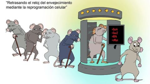 El envejecimiento podr�a ser reversible