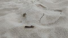 Excrementos en la playa de Tupide, en Foz