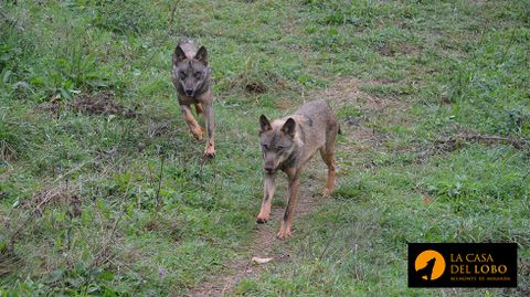 Lobos en el recinto de Belmonte