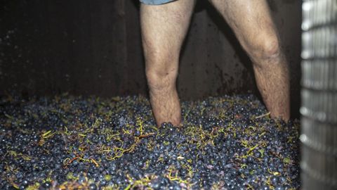 El pisado de la uva require cierta tcnica para evitar que pasen verdores al vino