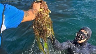 Uno de los buceadores voluntarios retirando basura marina en Baiona, convocado por Afundaci�n, dentro del proyecto Plancton.