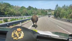 Toro en la A-63, sentido La Espina