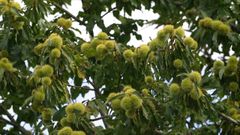 Casta�os con frutos en la provincia ourensana