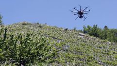 Un dron sobrevuela una zona de vi�edos en bancales