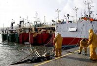 Arrastreros de Barbanza, de donde proced�a el �Santa Ana�, atracados en el puerto de Celeiro.