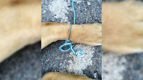 Un detalle del tipo de nudos con el que haba sido amarrado el perro