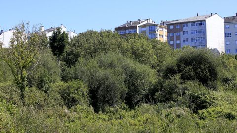 Imagen de archivo de maleza en el entorno de Lugo, un lugar idóneo para refugio de jabalíes