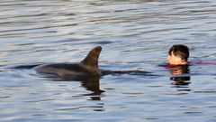 operativo de cemma en outes para liberar al delfin manoli�o del arp�n