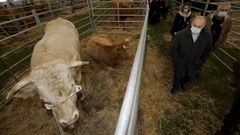 En imaxe de arquivo, feira de razas autctonas celebrada no Valadouro