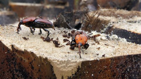 EL PICUDO ROJO, EL CULPABLE
