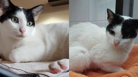El gato Mimo, después y antes.El gato Mimo, después y antes