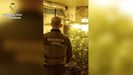 La plantaci�n de marihuana de la operaci�n �Sucierna�